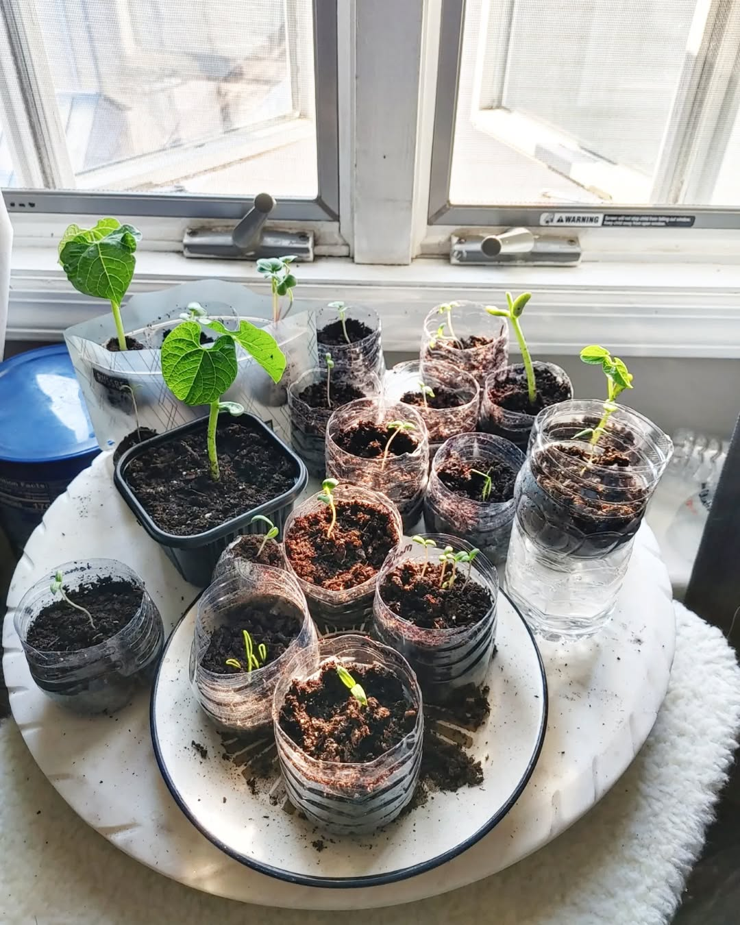 DIY Started Garden
