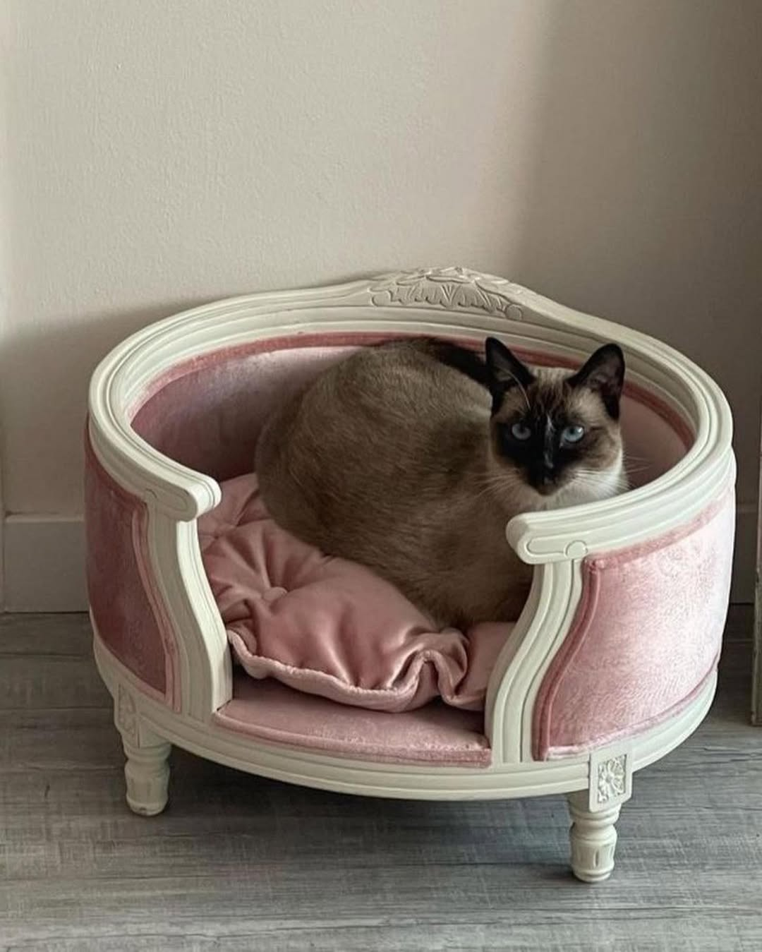 Kitty Bed