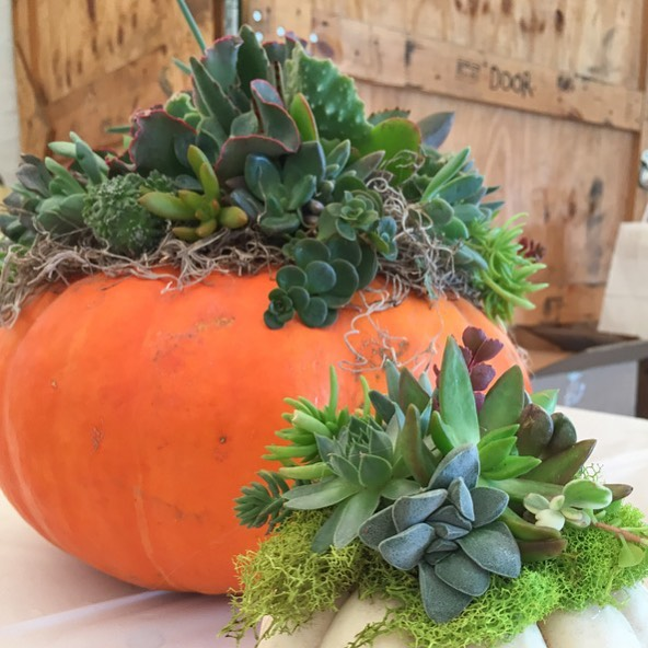 Succulent Planter?